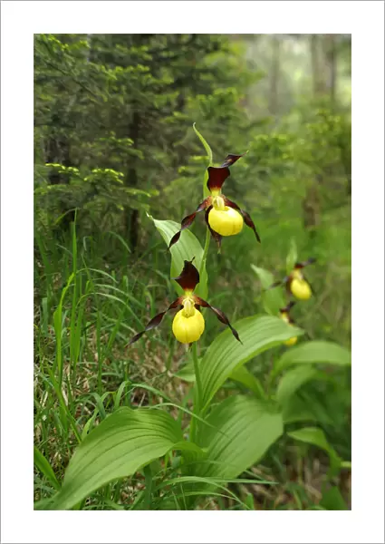 Yellow Ladys Slipper Orchids (Cypripedium calceolus) in a forest