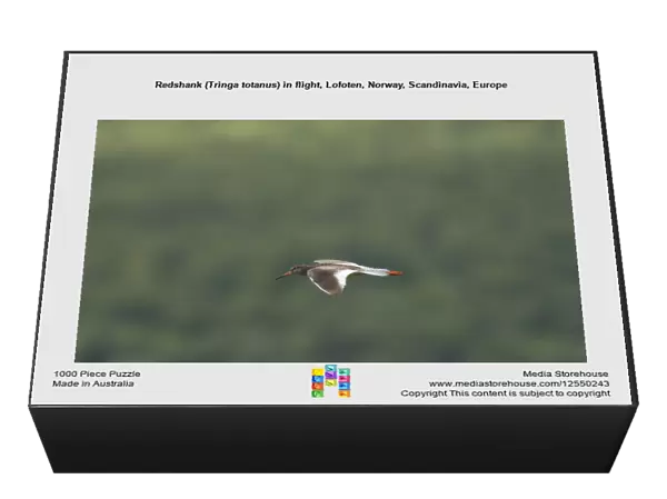 Redshank (Tringa totanus) in flight, Lofoten, Norway, Scandinavia, Europe