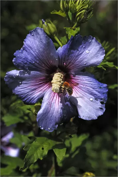 Honey bee (Apis) on the stamen of a hibiscus flower (Hibiscus syriacus), with water drops
