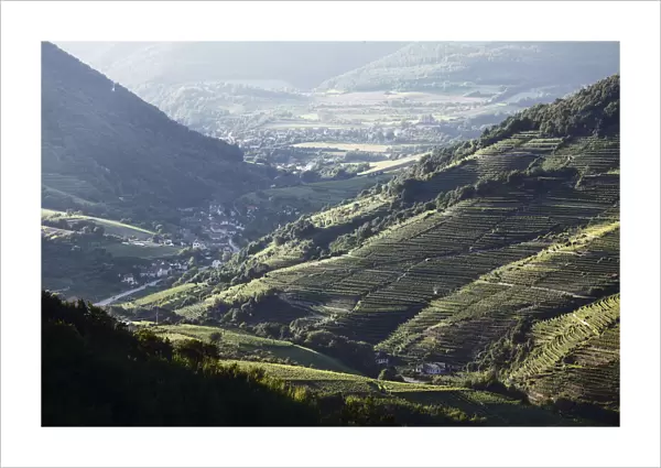 Vineyards in the Spitzer Graben valley and the municipality of Viessling, Wachau valley, Waldviertel region, Lower Austria, Austria, Europe