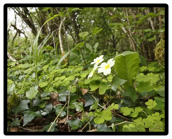 Herbs with primrose on the forest floor, Burren National Park, County Clare, Ireland, Europe
