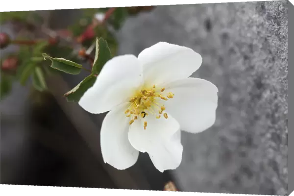 Flower of Burnet rose (Rosa pimpinellifolia), Burren, County Clare, Ireland, Europe