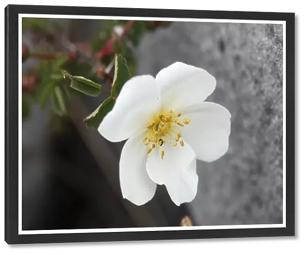 Flower of Burnet rose (Rosa pimpinellifolia), Burren, County Clare, Ireland, Europe