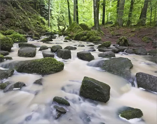 Mossy rocks in Monbach creek, Black Forest, Baden-Wuerttemberg, Germany, Europe