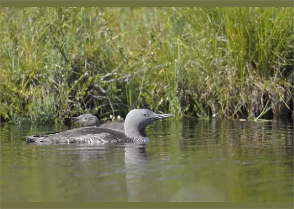 Red-throated Loon or Red-throated Diver (Gavia stellata)