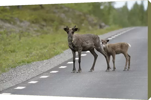 Reindeer (Rangifer tarandus) with young on the road, Northern Norway, Norway, Scandinavia, Europe