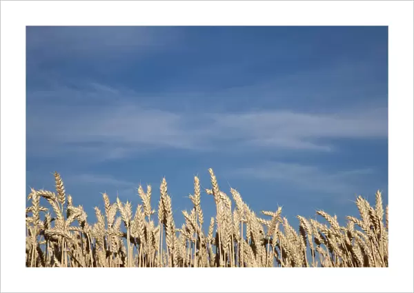 Wheat field (Triticum)
