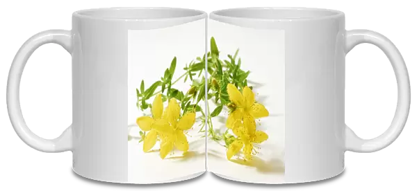 St Johns wort (Hypericum perforatum), medicinal plant