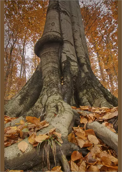 Old beech tree in the Wienerwald or Vienna Woods, Lower Austria, Austria, Europe