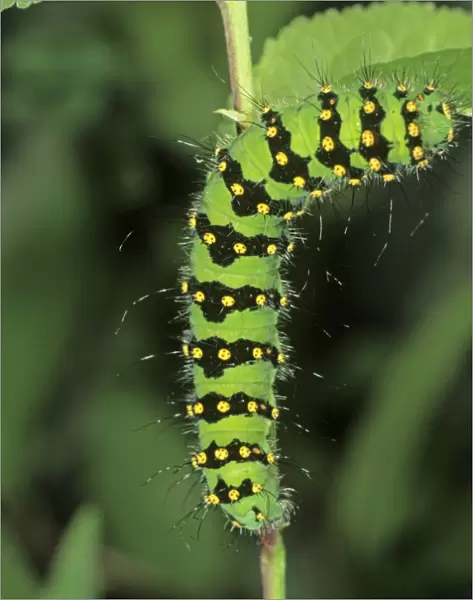 Small Emperor Moth (Saturnia pavonia), adult caterpillar feeding on a blackthorn leaf