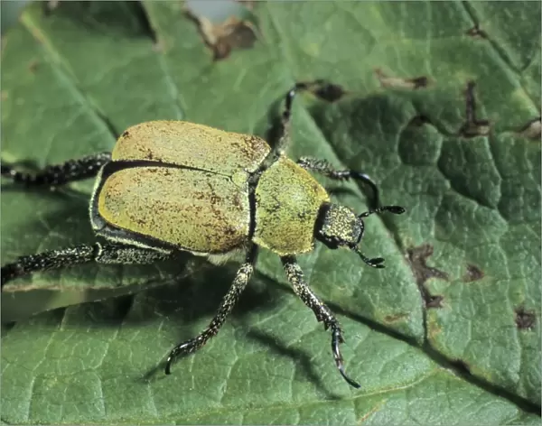 Yellow-green eucinetid beetle (Hoplia farinosa)