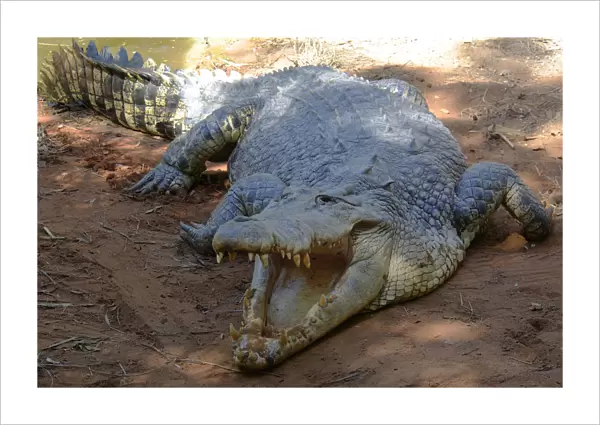 Saltwater or Estuarine crocodile (Crocodylus porosus), Australia