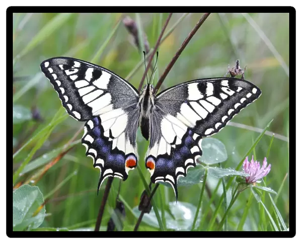 Swallowtail (Papilio machaon), sitting in a meadow