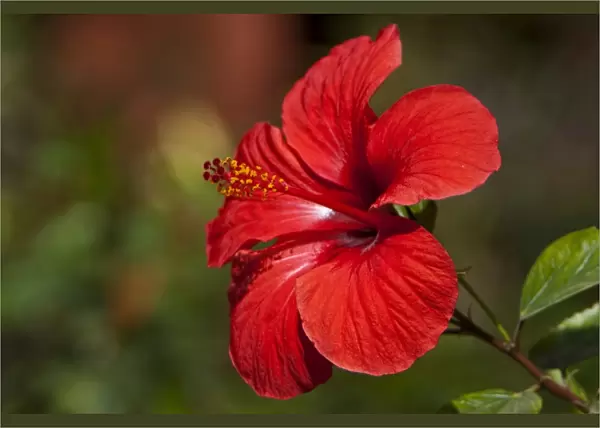 Red Hibiscus (Hibiscus) flower