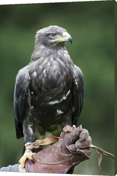 Steppe Eagle (Aquila nipalensis), perched on a falconers fist