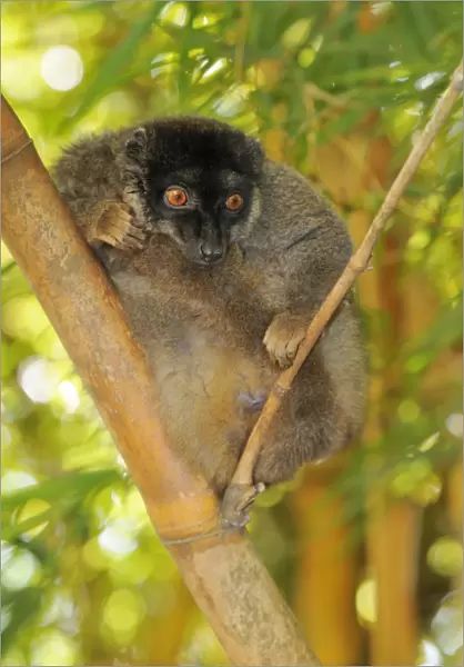 Common Brown Lemur (Eulemur fulvus fulvus), male, sitting on branch, Madagascar, Africa