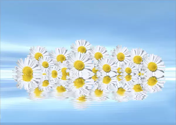 Daisies on water, mirroring, 3D graphics