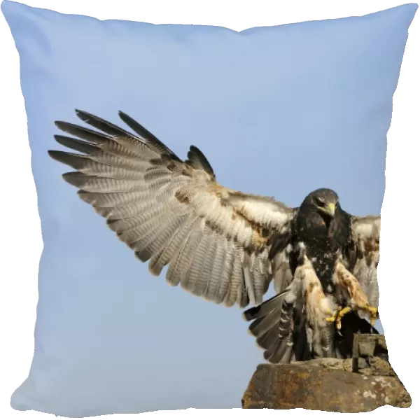 Black-chested Buzzard-eagle (Geranoaetus melanoleucus), landing