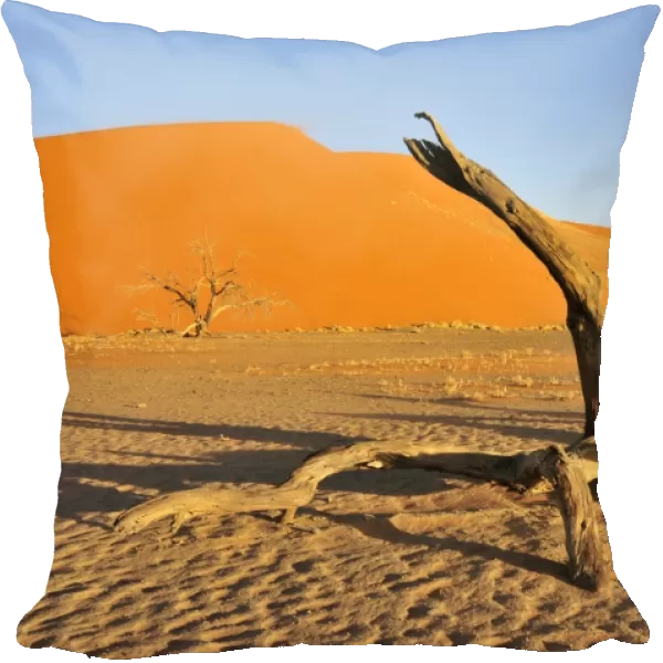 Dead tree in front of Dune 45 near Sossusvlei, Namib Desert, Namib Naukluft Park, Namibia, Africa