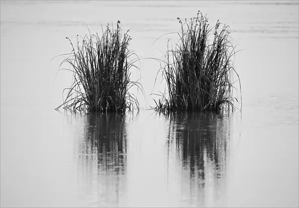 Reeds in a lake