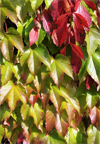 Virginia creeper or five-leaved ivy (Parthenocissus quinquefolia Engelmannii) and Japanese creeper, Boston ivy, Grape ivy, Japanese ivy (Parthenocissus tricuspidata)
