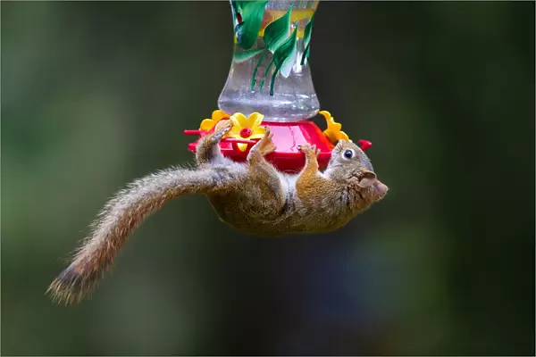 Red squirrel on feeder