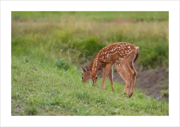 Twin white-tailed deer fawns