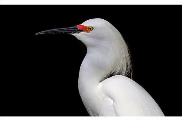 Snowy Egret profile