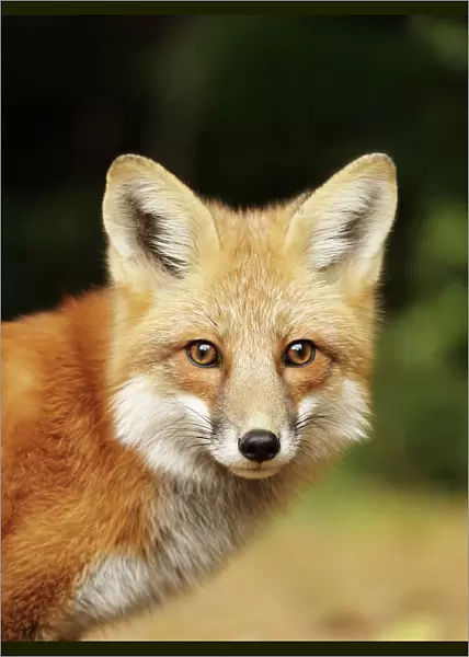 Young red fox close-up