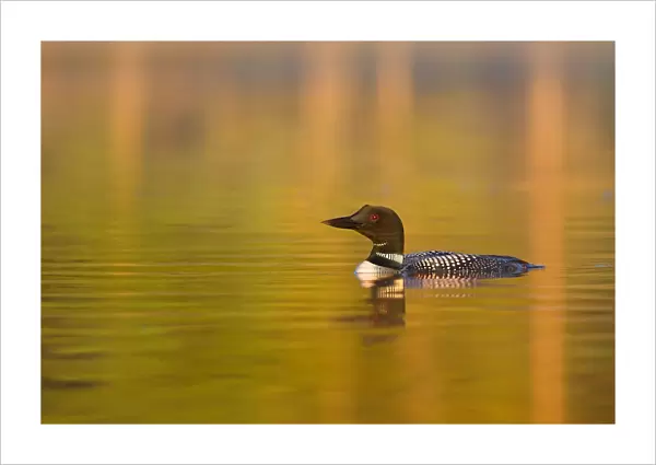 Common loon in morning