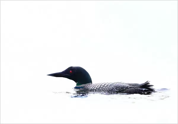White water loon