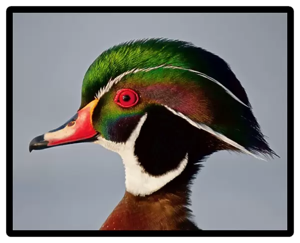 Colours of a Wood duck
