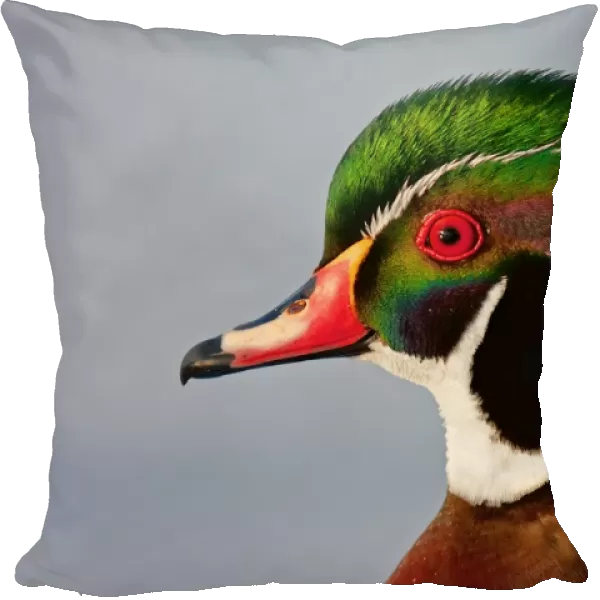 Colours of a Wood duck