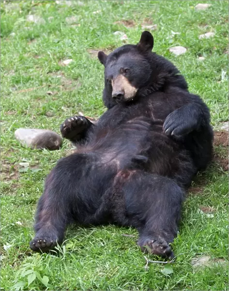 Black bear relaxing
