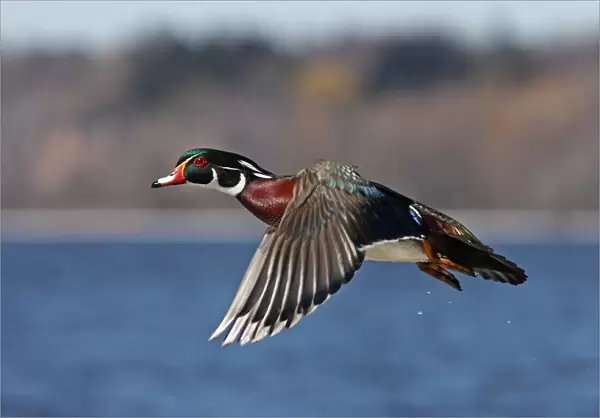 Wood duck flying in winter