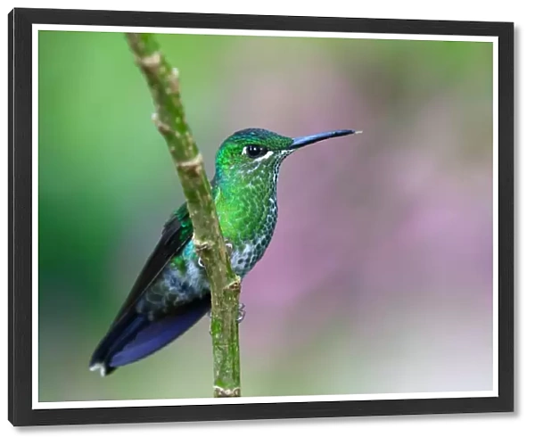 Green-crowned brilliant hummingbird - Costa Rica