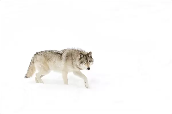 Timber wolf in snow