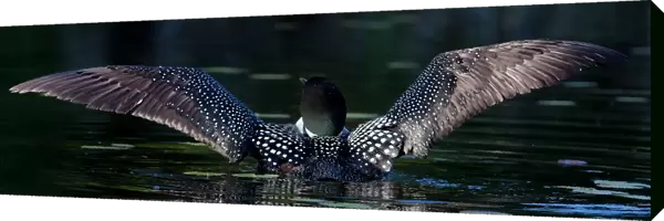 Common loon spreads her wings