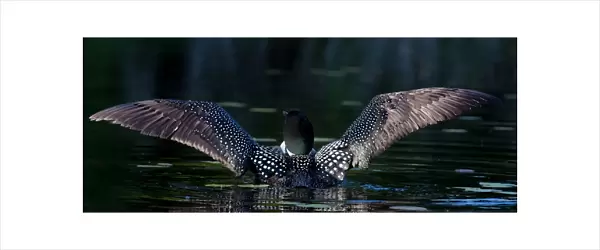 Common loon spreads her wings