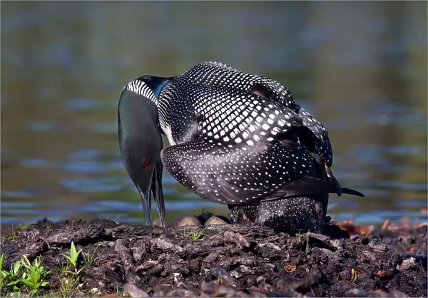 Common loon on nest with eggs