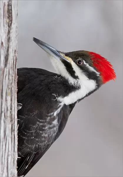 Pileated Woodpecker female (Dryocopus pileatus)