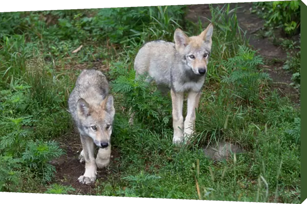 Timber wolf twin pups