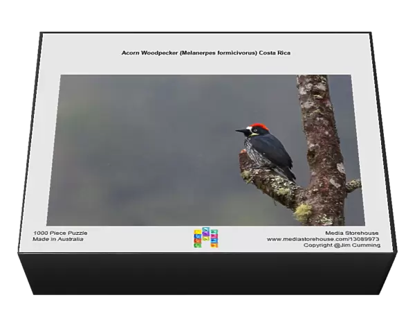 Acorn Woodpecker (Melanerpes formicivorus) Costa Rica