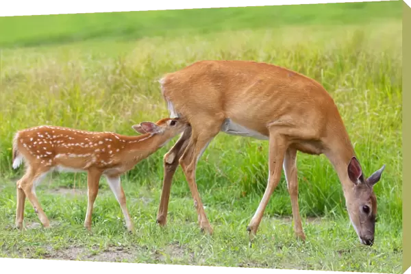 White-tailed deer Family