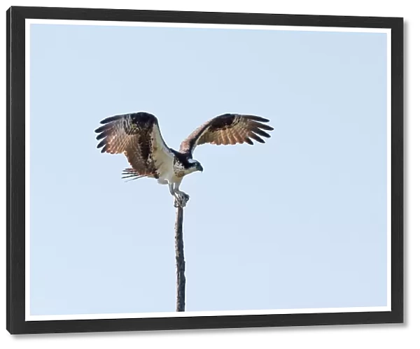 Osprey landing on treetop