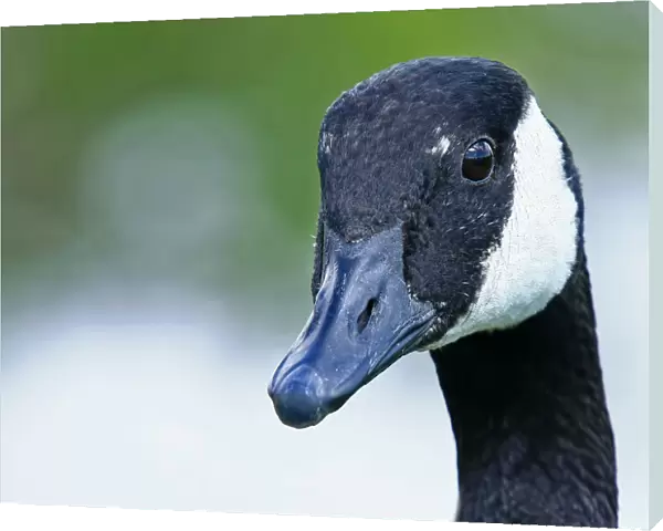 Canada Goose closeup