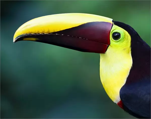 Black-mandibled toucan closeup