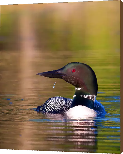 Common loon with water drop