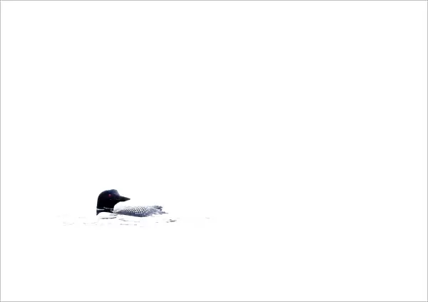 Common loon in white water