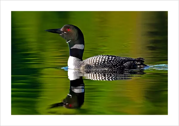 Common loon in green water